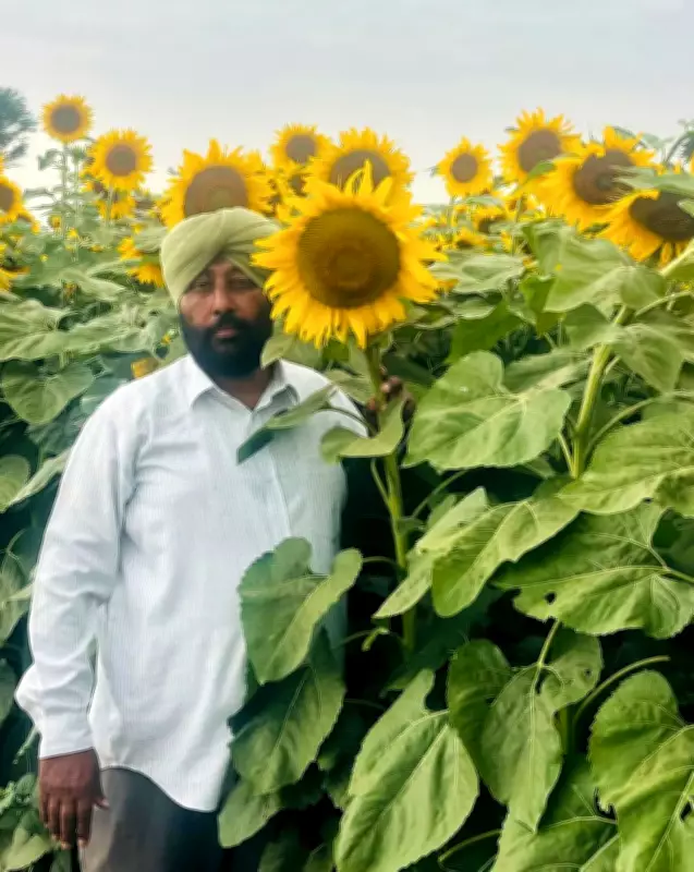 Ambala Fields Turn Golden with Blooming Oilseed Mustard Crops