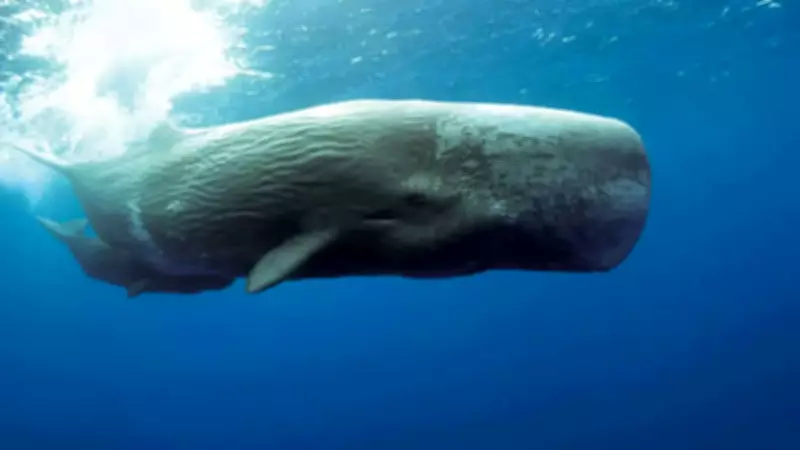 Ambergris: The Million-Dollar 'Whale Vomit' Powering Luxury Perfumes