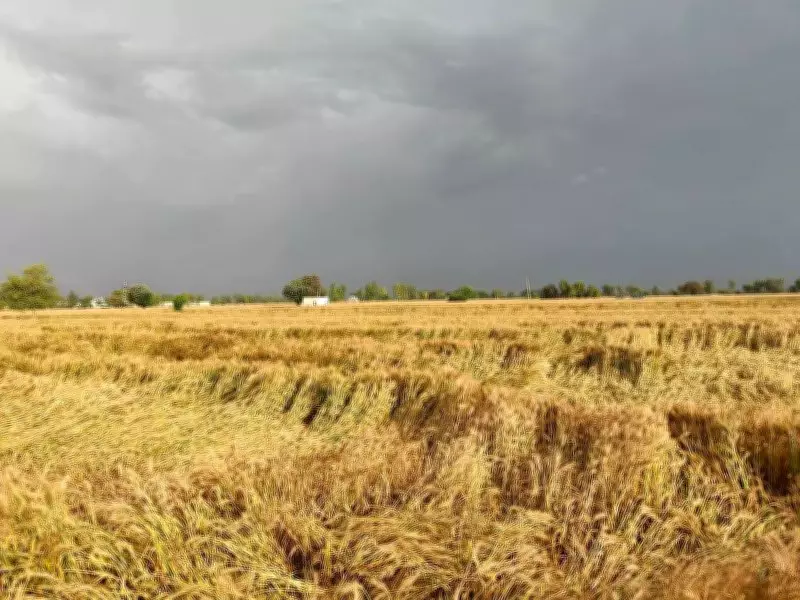 Amritsar Administration Bans Nighttime Wheat Harvesting with Combine Harvesters
