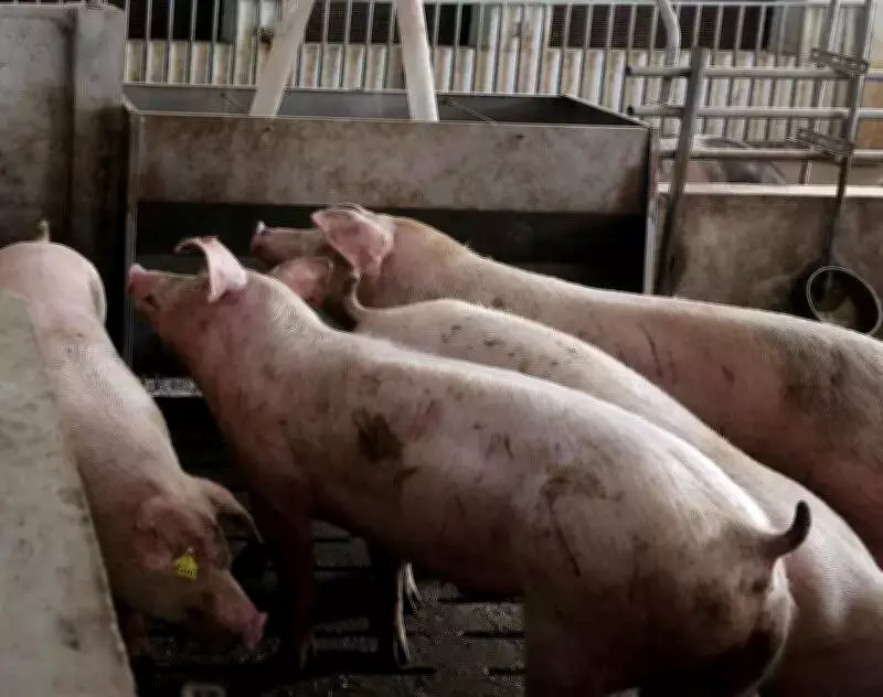 Amritsar Lifts Pig Movement Ban After African Swine Fever Tests Show Healthy Animals