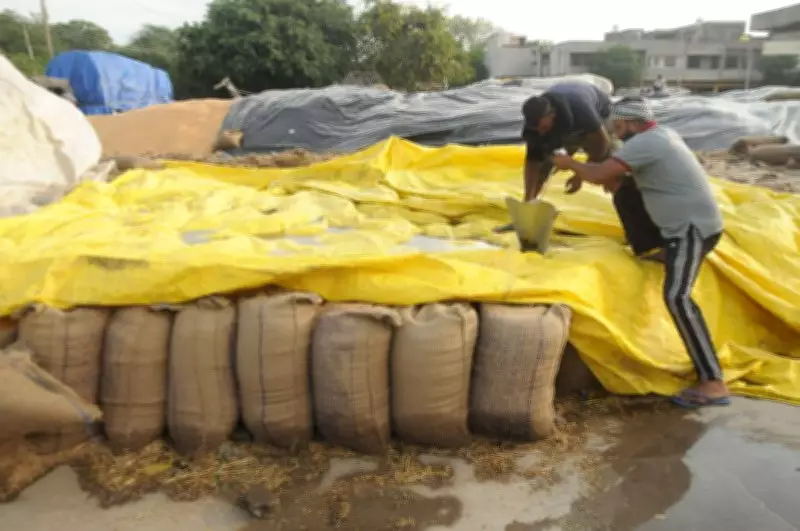 Amritsar MP Aujla Flags Poor Wheat Lifting and Storage at Mandi