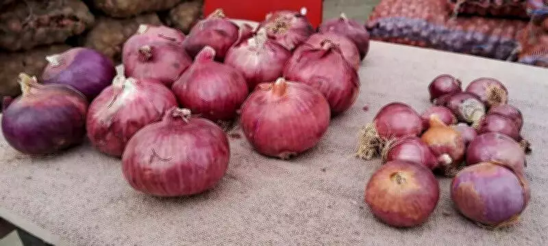 Amritsar Onion Export Crisis: Shipping Disruption & Freight Surge Cripples Trade