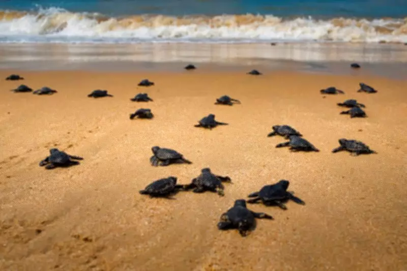 An Intimate Moonlit Encounter with the Olive Ridley Turtles