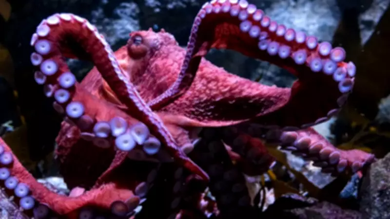 Ancient 'Octopus' Fossil Reclassified as Nautilus Relative in Scientific Breakthrough