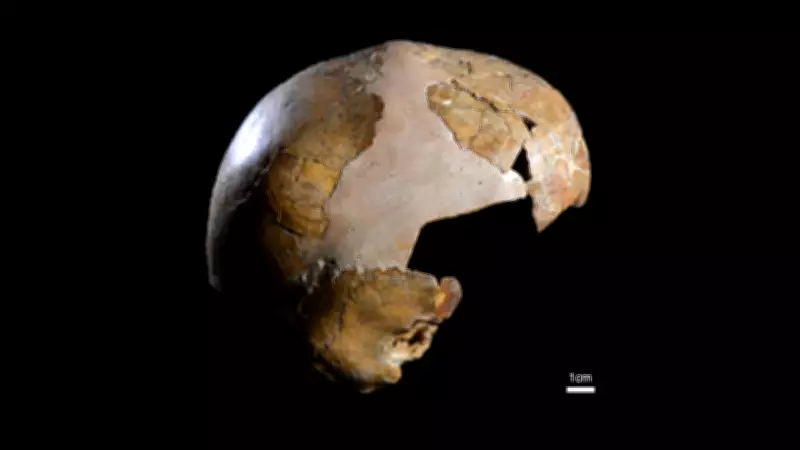 Ancient Skull Debunked: Not a Human-Neanderthal Hybrid, DNA Reveals