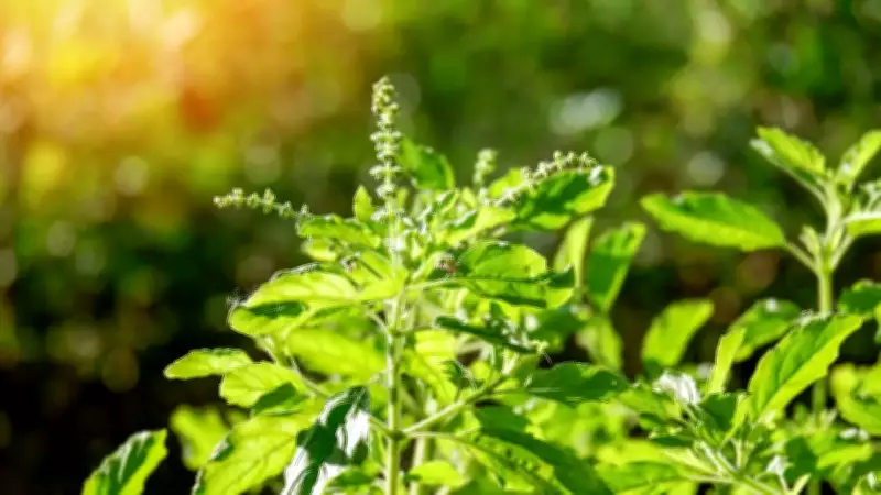 Ancient Tulsi Water Ritual: Mantras to Boost Wealth, Health & Divine Blessings