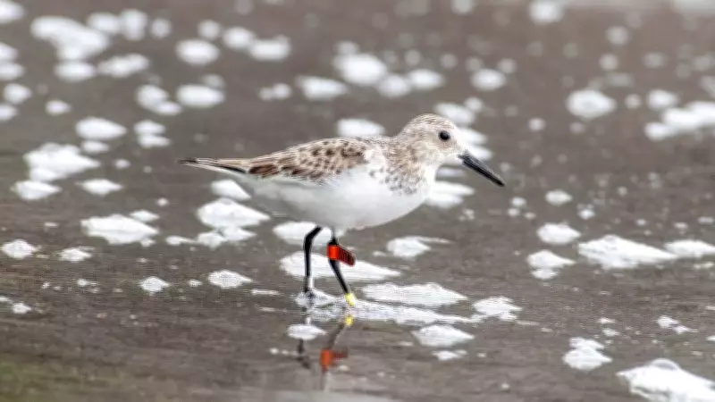 Andaman Police Birder Discovers Tagged Migratory Bird, Identified by Mumbai Expert