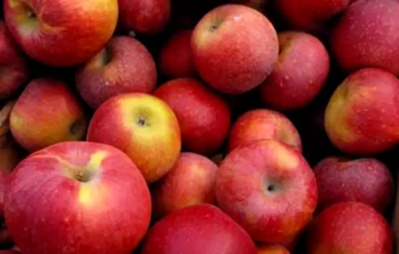 Andhra Govt Evaluates Apple Cultivation After Farmer Success