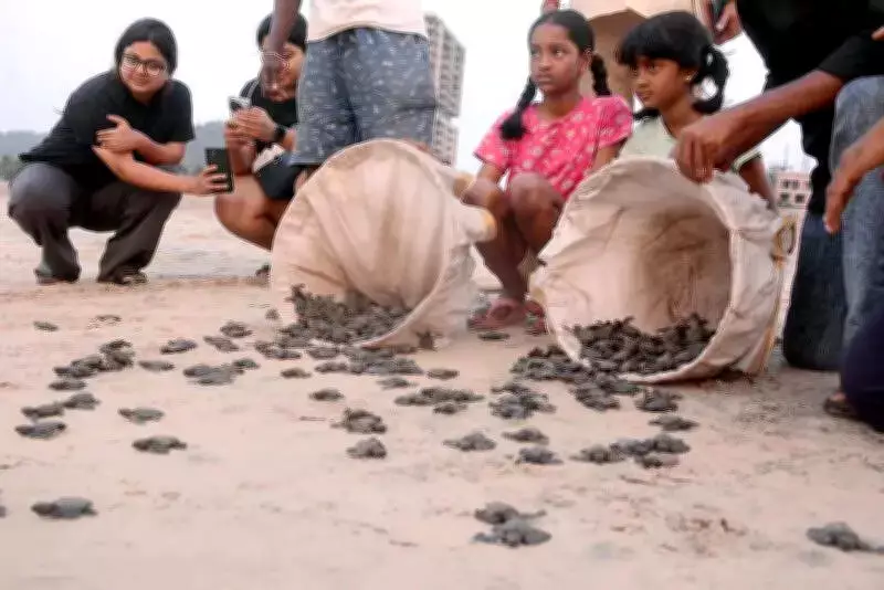 Andhra Pradesh Aims to Collect Over 7 Lakh Olive Ridley Turtle Eggs This Year