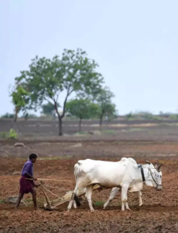 Andhra Pradesh Launches Pashu Kisan Credit Card to Empower Livestock Farmers