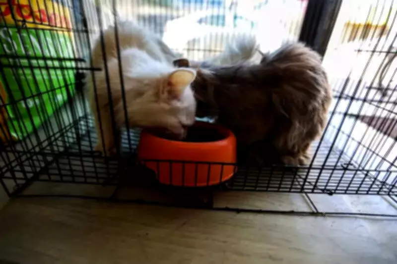 Andhra Pradesh to Build Animal Shelters in All Districts Using MGNREGS Funds