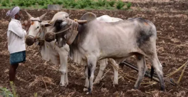 Andhra Pradesh to Launch Generic Veterinary Medicine Shops for Livestock