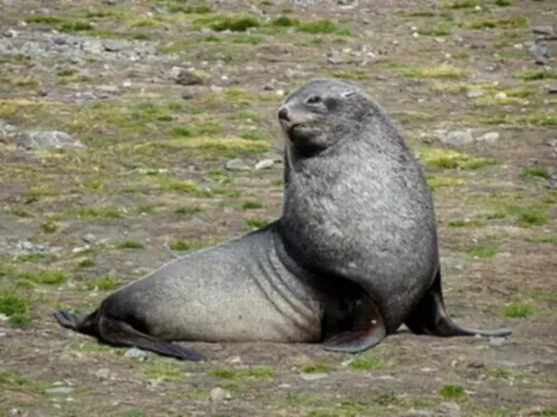 Antarctica's Ross Seal: The 'Sci-Fi' Singer of the Frozen Depths