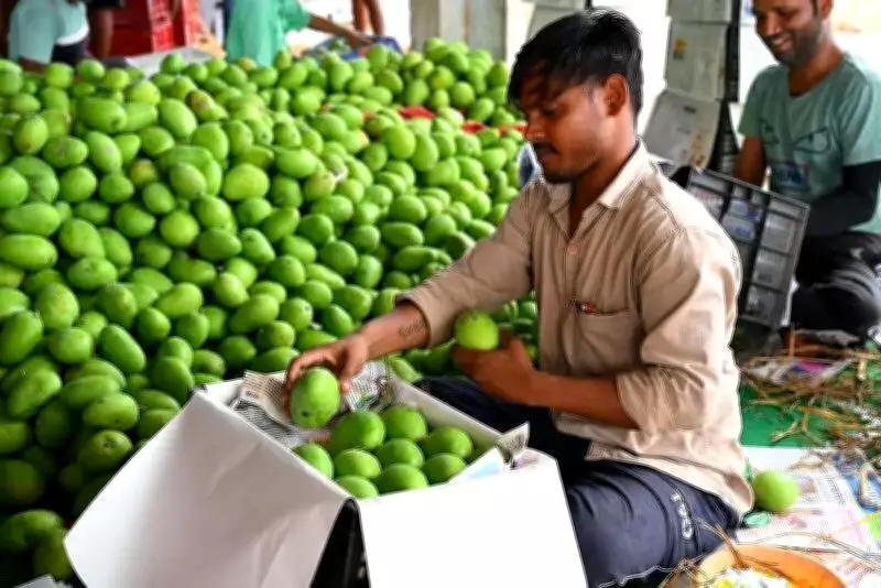 AP Fuel Crisis Hits Mango Exports and Aquaculture Hard