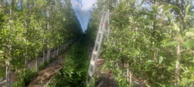 Apple Farming in Himachal Pradesh Struggles Against Climate Change