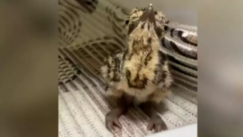 Artificial Insemination Yields Three New Great Indian Bustard Chicks in Jaisalmer