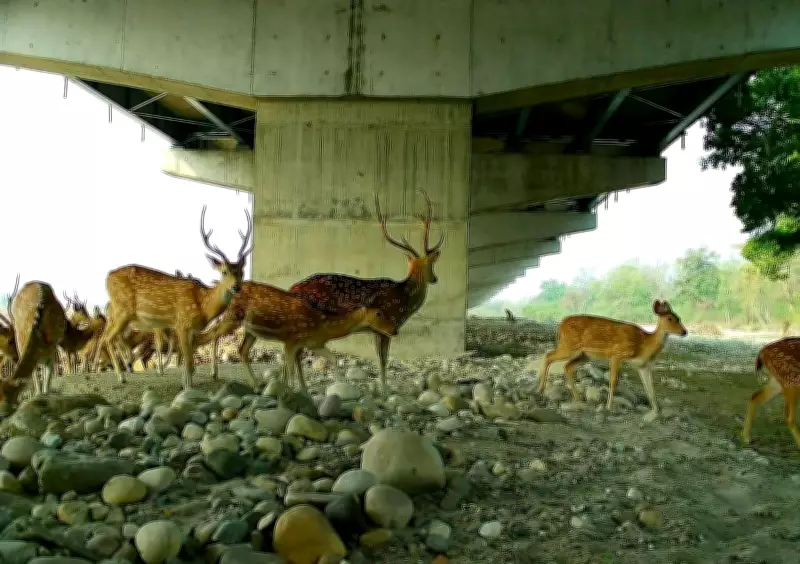 Asia's Longest Wildlife Viaduct Shows Early Success in Animal Movement
