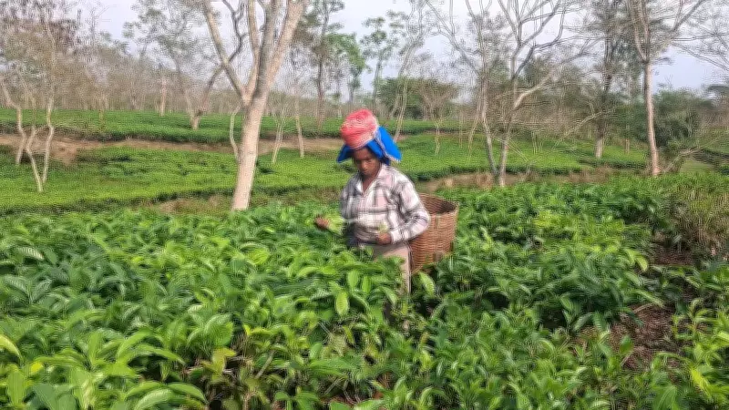 Assam 2026 Elections: Land, Cash, or Tribal Status to Decide Tea Garden Votes