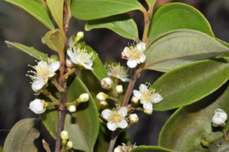 Australia's 'Zombie Tree' Faces Extinction Due to Fungal Disease, Scientists Race to Save It