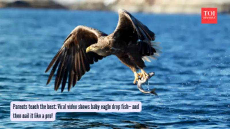 Bald Eagle Parenting: How Adults Teach Juveniles Hunting Skills Through Aerial Training