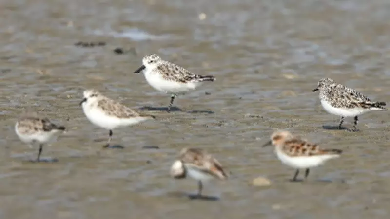 Bar-tailed Godwit's Epic 8,000 km Non-stop Flight from Alaska to Australia