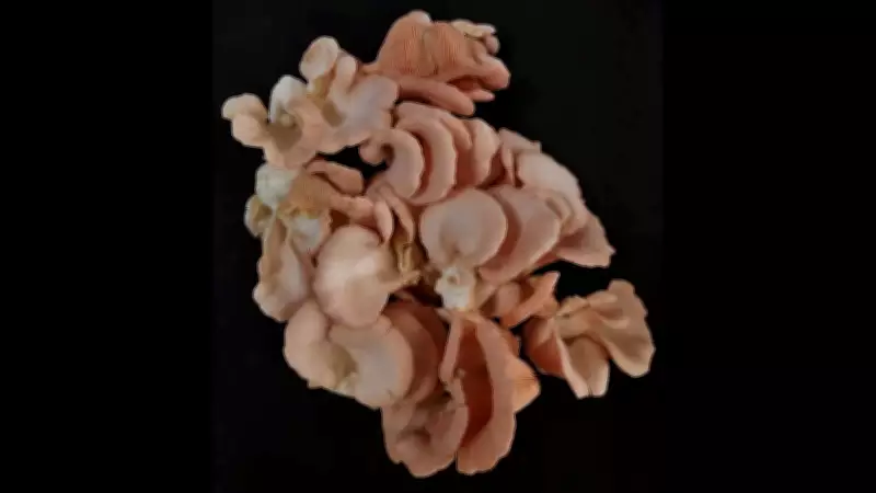 BAU Scientists Develop Disease-Resistant Pink Oyster Mushroom for Bihar Farmers