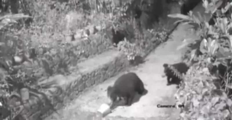 Bear Sighting and Tiger Movement Spark Wildlife Concerns in Idukki's Kumily Region