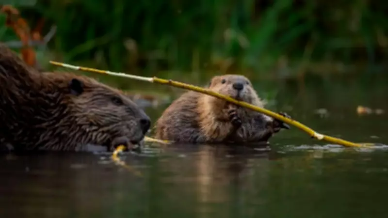 Beavers: Nature's Unsung Climate Heroes in Carbon Sequestration