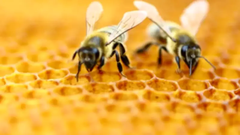 Bees Can Count and Understand Zero, Study Reveals