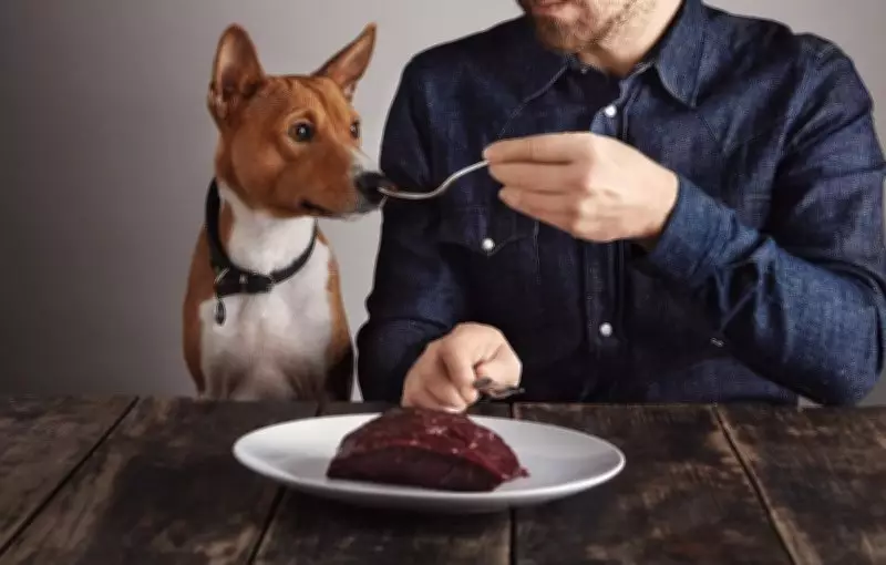 Behind the Cake: What Goes Into a Pet-Safe Dessert