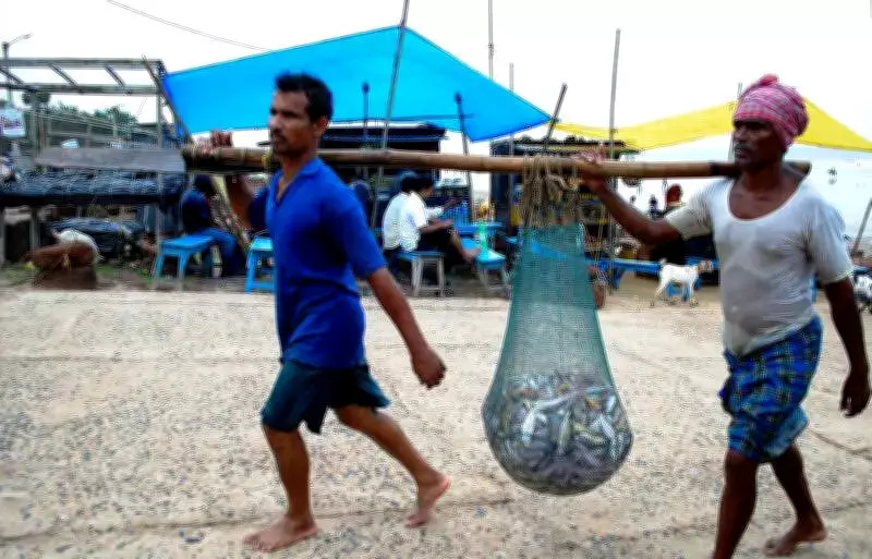 Bengal's Fishing Crisis: Empty Nets and Uncertain Futures in East Midnapore