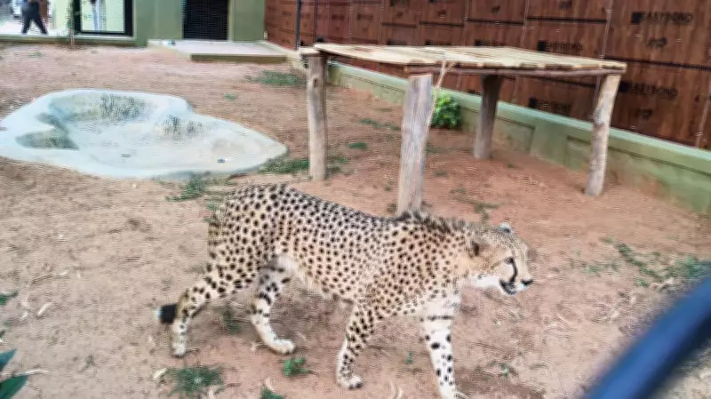 Bengaluru's B. Ghatta Zoo Welcomes Four New Cheetahs from South Africa