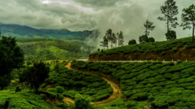 Bengaluru's Expensive Tree Plantation Drives Show Minimal Survival Rates