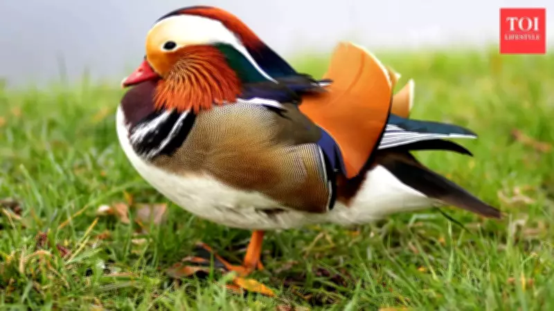 Beyond Peacocks: 5 of the World's Most Spectacularly Colorful Birds