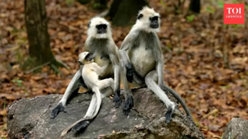 Beyond Survival: The Complex World of Animal Infanticide and Infant Carrying