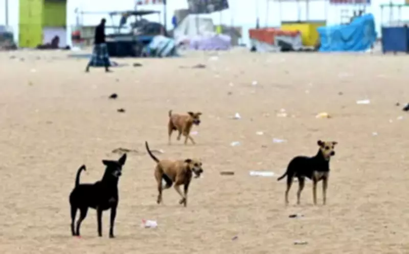 Bhubaneswar Sends Stray Dog Blood Samples to Bengaluru for Rabies Vaccine Efficacy Study