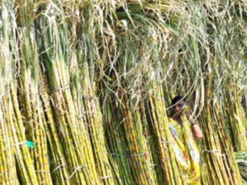 Bihar Govt Slashes Sugar Cane Commission by 90% to Boost Mill Finances