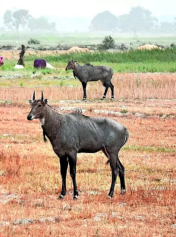 Bihar Kills 3,092 Nilgai in 2025-26 to Protect Crops from Attacks
