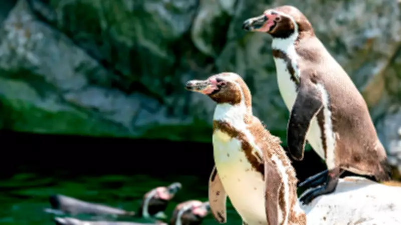 Bird Divorce: A Warning Sign for Ecosystem Health and Climate Change