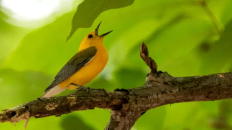 Birdsong at Home: Nature's Secret to Mental Wellness and Cognitive Boost
