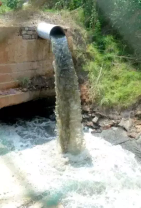 BJP Alleges Sludge Discharge from Thane STP Damaging Mangroves