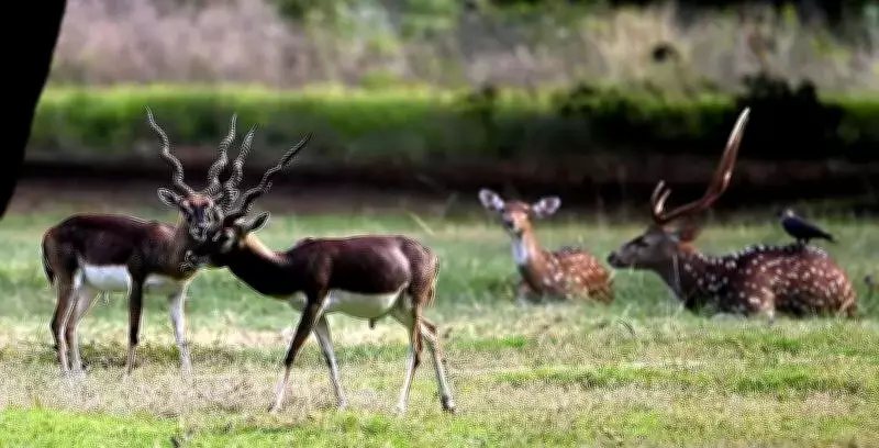 Blackbuck Population Declines in Chennai's Guindy National Park, Census Reveals