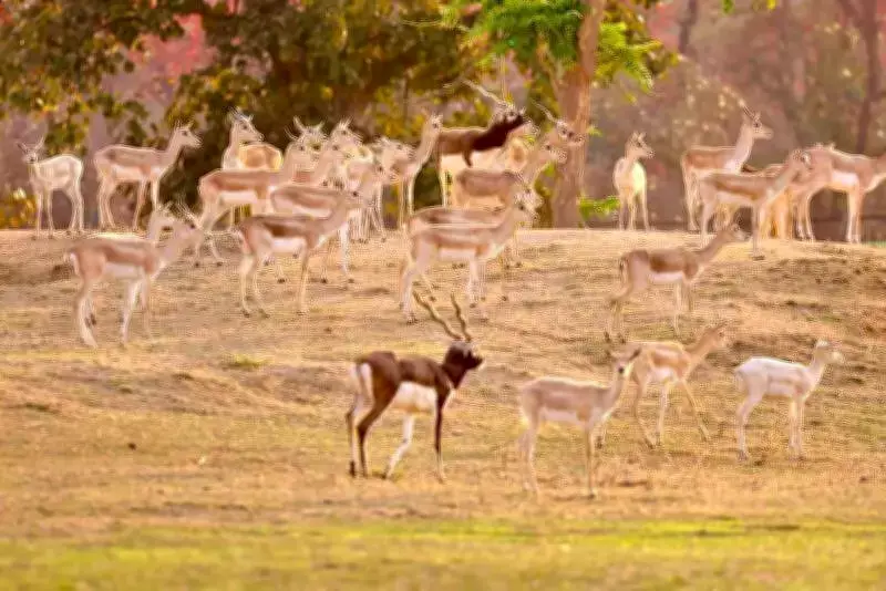 Blackbucks Return to Chhattisgarh After Century-Long Absence, Population Hits 130