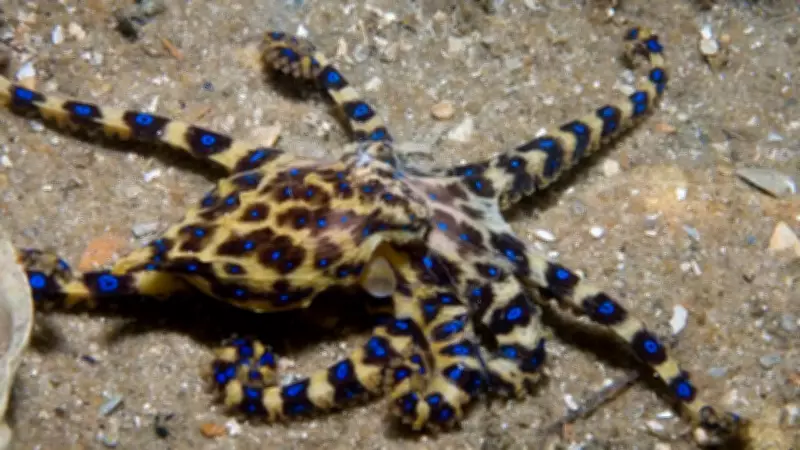Blue-Ringed Octopus: Small But Deadly Marine Creature