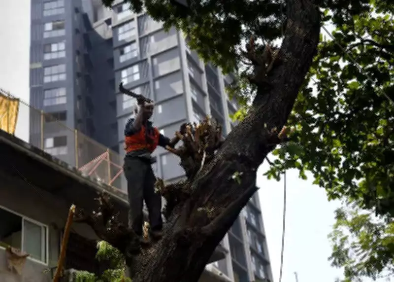 BMC Issues Notices to Trim 7,978 Trees on Private Premises in Mumbai