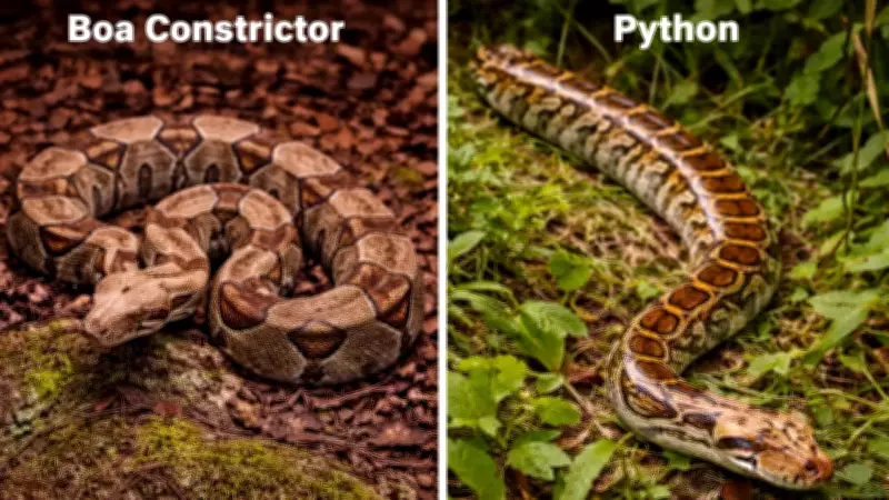 Boa Constrictor vs Python: Key Differences in Size, Habitat, and Reproduction