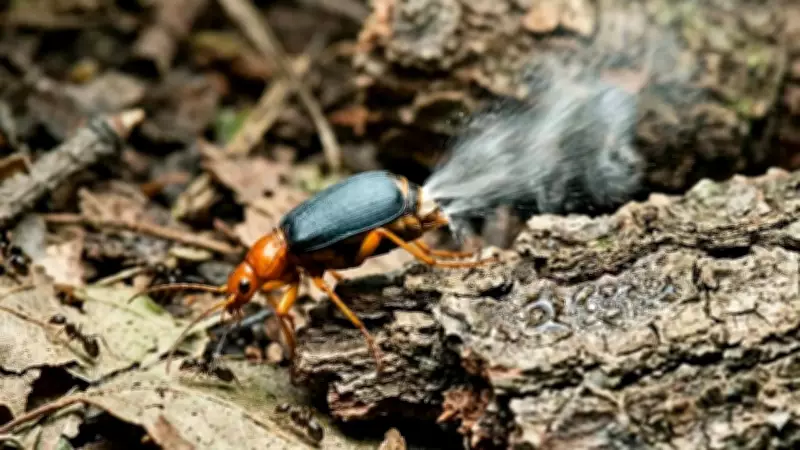 Bombardier Beetle's Explosive Defense Mechanism Explained by Science