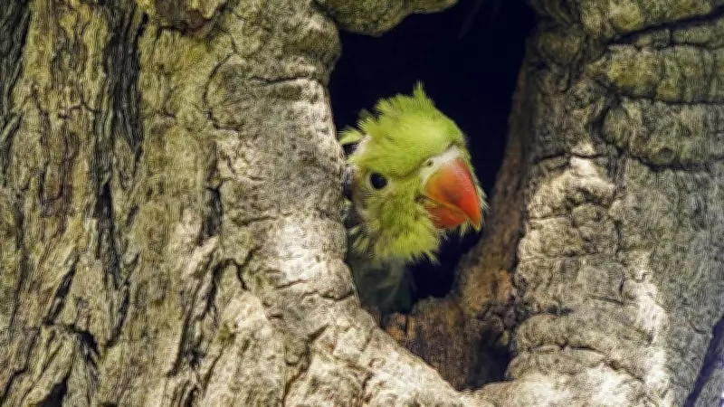 Bombay HC: Parrots Are Wild Animals, Orders Compensation for Crop Damage