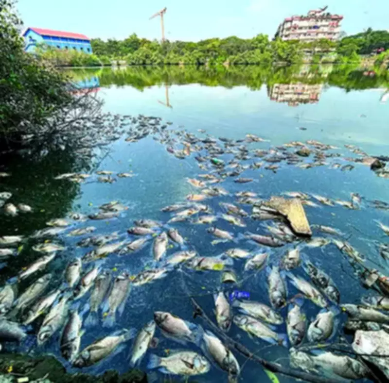 Bombay High Court Takes Suo Motu Cognisance of Mass Fish Deaths in Goa's Mala Lake