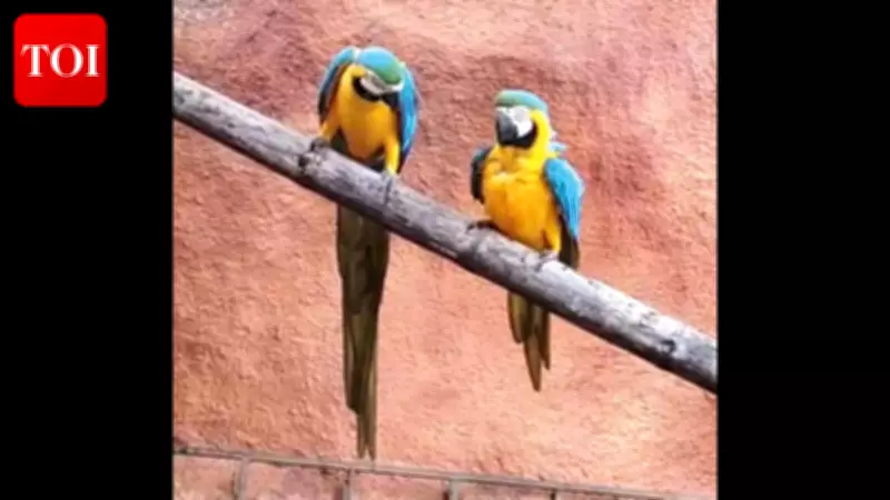 Bondla Wildlife Sanctuary Welcomes New Female Blue-and-Yellow Macaw